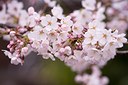 cherry-blossom1-200.jpg